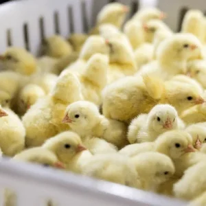 Broiler chicks near Krugersdorp