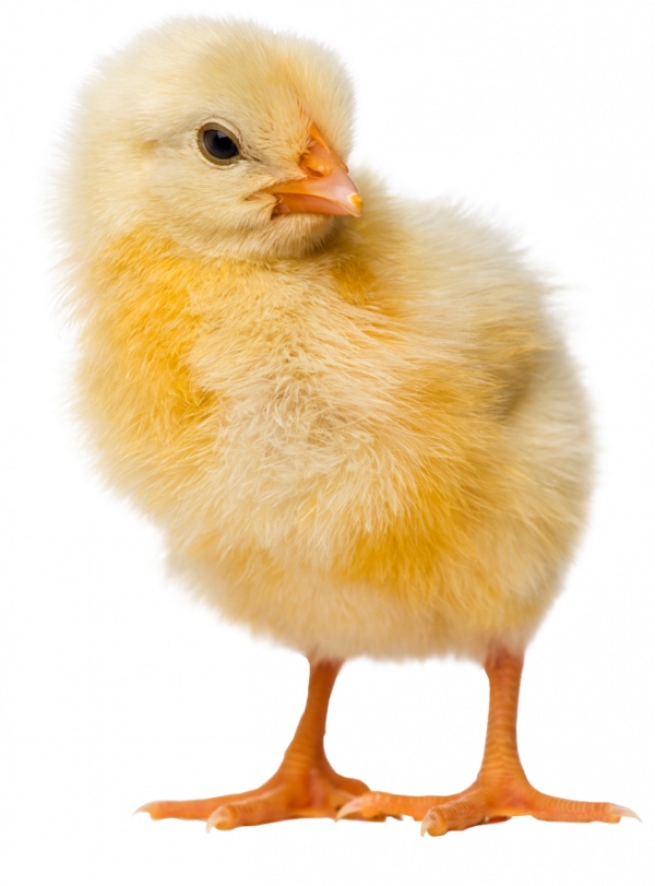 Ross 308 Day-old Broiler chick