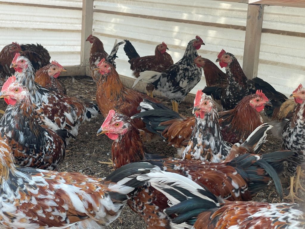 Boschvelder roosters. Ideal for meat