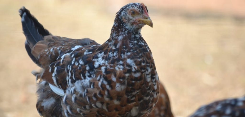 Boschvelder hen